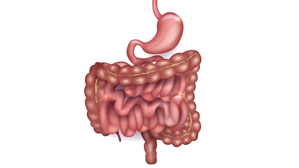 Système gastro-intestinal dr Servajean